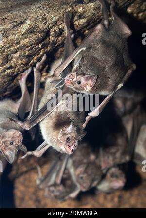 La colonia di pipistrelli vampiri comuni, Desmodus rotundus Foto Stock