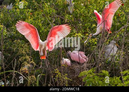 Roseate la spatola (Platalea ajaja) che si nutrono nella Baia di Galveston, Texas Foto Stock