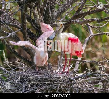 Roseate la spatola (Platalea ajaja) che si nutrono nella Baia di Galveston, Texas Foto Stock