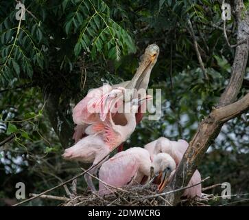 Roseate la spatola (Platalea ajaja) che si nutrono nella Baia di Galveston, Texas Foto Stock