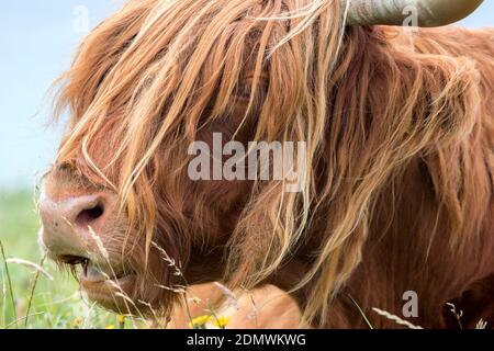 Highland Cow pascolando su erba lussureggiante, Isola di Harris, Ebridi esterne, Scozia Foto Stock