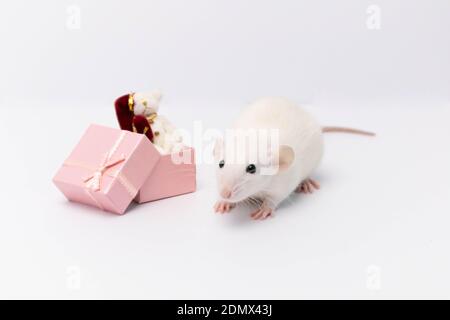 Un ratto bianco carino ha ricevuto un bel regalo in una scatola rosa. La scatola contiene un orsacchiotto bianco che indossa un cappello rosso. Capodanno e buon Natale Foto Stock