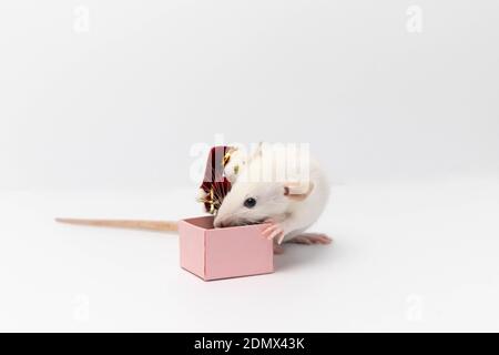 Un ratto bianco carino ha ricevuto un bel regalo in una scatola rosa. La scatola contiene un orsacchiotto bianco che indossa un cappello rosso. Capodanno e buon Natale Foto Stock