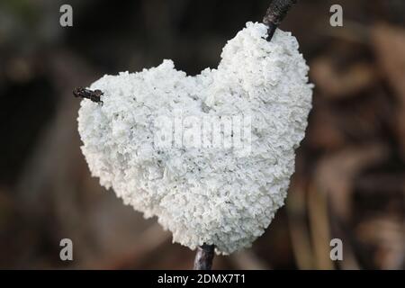 Mucilago crustacea, noto come cane vomita muffa di lime o cane malato muffa di lime Foto Stock