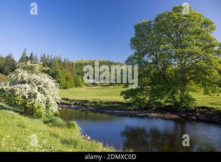 Elterwater, Cumbria, Inghilterra. Vista sul tranquillo fiume Brathay vicino al ponte Skelwith, primavera. Foto Stock