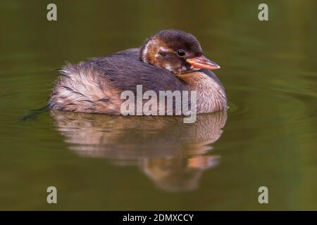 Dodaars onvolwassen rustend op het acqua; Tuffetto immaturo appoggiata sull'acqua Foto Stock