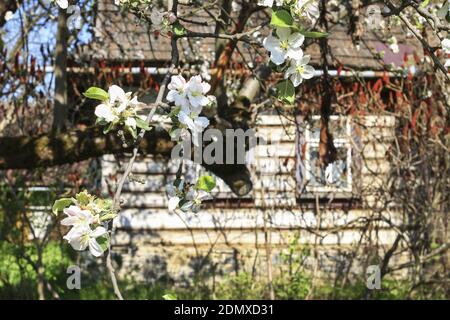 Recinzione di legno di fronte alla vecchia capanna. Bellissimi alberi di mele nel giardino. Rustico, scenario naturale. Foto Stock