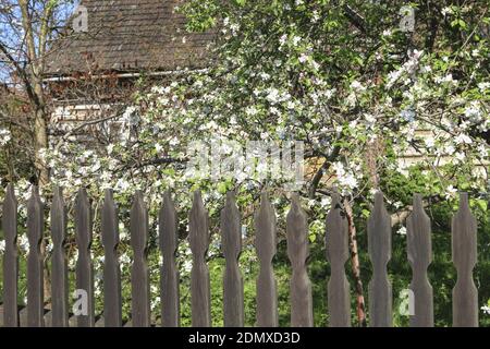 Recinzione di legno di fronte alla vecchia capanna. Bellissimi alberi di mele nel giardino. Rustico, scenario naturale. Foto Stock