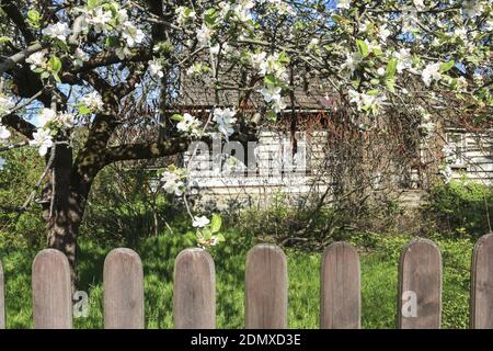 Recinzione di legno di fronte alla vecchia capanna. Bellissimi alberi di mele nel giardino. Rustico, scenario naturale. Foto Stock