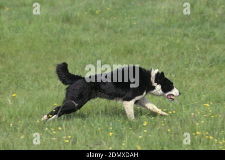 Karelian Bear Dog in esecuzione sull'erba Foto Stock