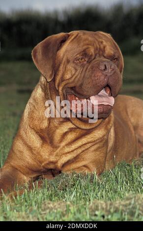 Bordeaux Mastiff cane adulto, posa sull'erba Foto Stock