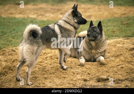 Norwegian Elkhound cane sulla sabbia Foto Stock