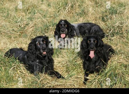 Blue Picardy Spaniel cane posa sull'erba Foto Stock