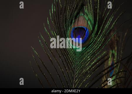 Peacock piuma isolato su uno sfondo nero. Foto di alta qualità Foto Stock