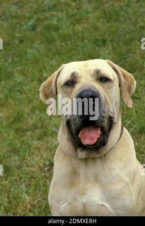 Maschio Della Razza Fila Brasileiro, Mastino Brasiliano Del Cane