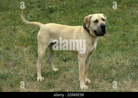 Maschio di Fila brasileiro un cane di razza dal Brasile Foto Stock