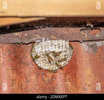 Wasp's nest close-up. Foto Stock