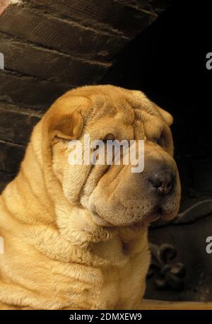 Shar Pei cane, Ritratto di giovane Foto Stock