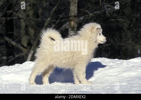 Samoyede cane, cucito in piedi sulla neve Foto Stock
