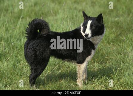 Karelian Bear Dog in piedi sull'erba Foto Stock