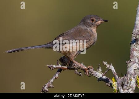 Vrouwtje Provençaalse Grasmus; femmina Dartford trillo Foto Stock