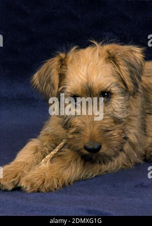 Irish Terrier cane, cucciolo Foto Stock