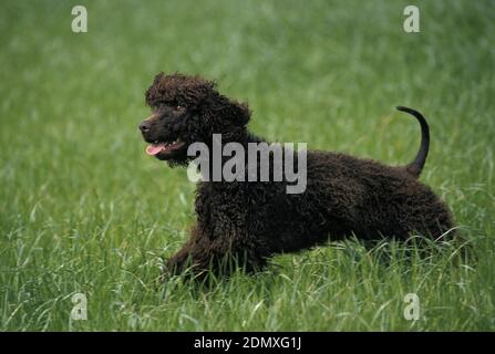 Acqua irlandese Spaniel cane a camminare sull'erba Foto Stock