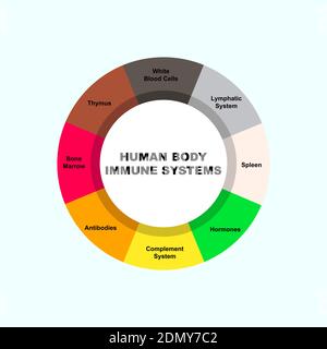 Concetto di diagramma con il testo e le parole chiave del sistema immunitario del corpo umano. EPS 10 isolato su sfondo bianco Illustrazione Vettoriale