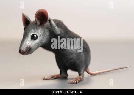 Illustrazione 3D di un mouse di casa Mus musculus Foto Stock