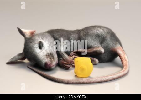 Illustrazione 3D di un mouse di casa Mus musculus Foto Stock