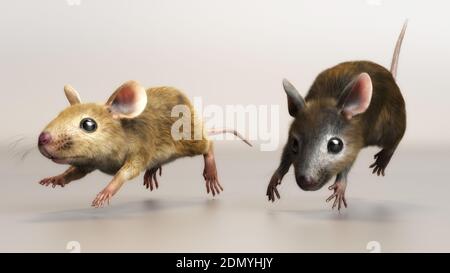 Illustrazione 3D di un mouse di casa Mus musculus Foto Stock