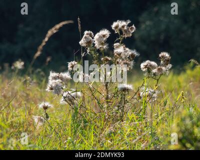 Feathery pappus of creeping thistle inflorescence in autumn. Cirsium arvense. Blurred background with bokeh effect. Stock Photo