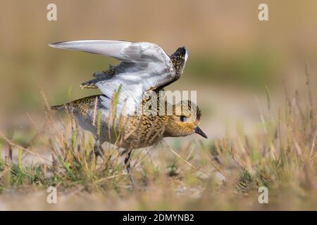 Juveniele Goudplevier; capretti Euopean Golden Plover Foto Stock