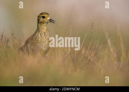 Juveniele Goudplevier; capretti Euopean Golden Plover Foto Stock