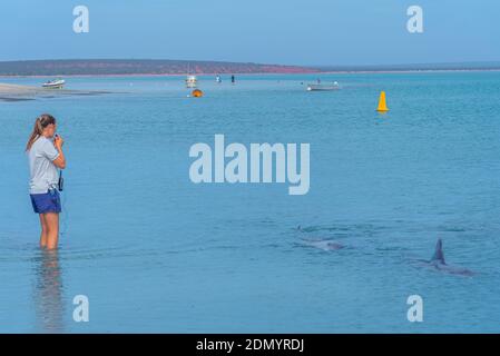 MONKEY mia, AUSTRALIA, 13 GENNAIO 2020: Spettacolo di alimentazione dei delfini al resort Monkey mia in Australia Foto Stock