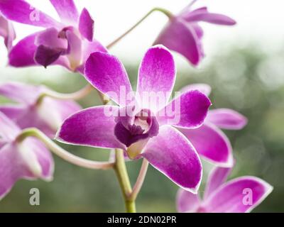Un primo piano di un singolo fiore viola di a. Orchidea Dendrobium Foto Stock