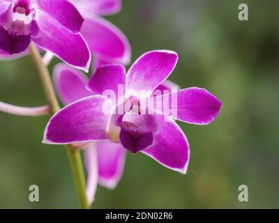 Un primo piano di un singolo fiore viola di a. Orchidea Dendrobium Foto Stock