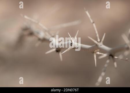 Macro-selettivo ramo di spina in bianco e nero per corona di spine concetto di pasqua o piante desertiche secche. Foto Stock