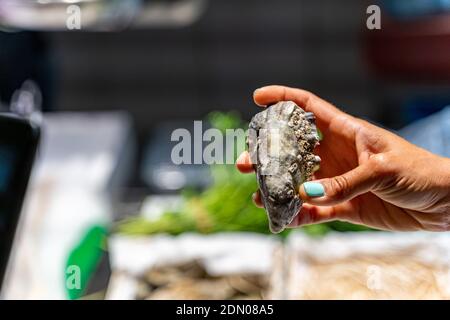 Grandi ostriche fresche in una mano femminile al pesce Mercato di Barcellona Foto Stock