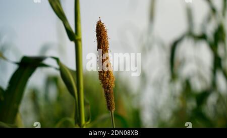 Fiore e piante di Millet o Pennisetum glaucum. Il miglio di perla è il tipo più ampiamente cresciuto di miglio. Foto Stock