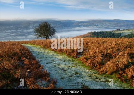 Frost covered footpath on the south side of the Sugar Loaf mountain. Stock Photo