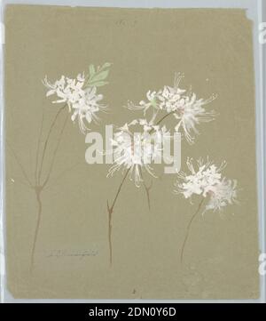 Studio di Wild Azalea, Sophia L. Crownfield, (americano, 1862–1929), pennello e acquerello su carta grigia, foglio verticale raffigurante fiori di azalea selvatica bianca e rosa con fogliame verde su recto. Sul verso, spray di dogwood., Stati Uniti, primi 20 ° secolo, studi sulla natura, disegno Foto Stock