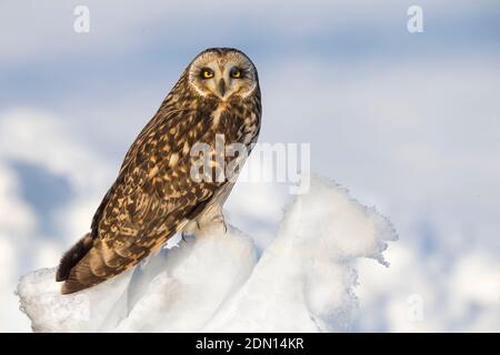 Velduil zittend in de sneeuw; breve-eared Owl arroccato nella neve Foto Stock