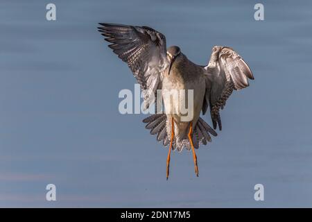 Vliegende ZWARTE RUITER; Spotted Redshank in volo Foto Stock