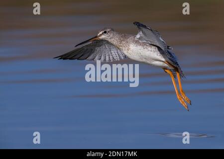 Vliegende ZWARTE RUITER; Spotted Redshank in volo Foto Stock