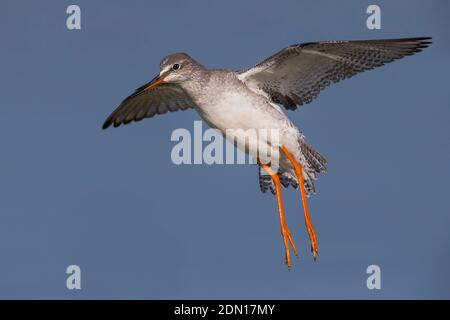 Vliegende ZWARTE RUITER; Spotted Redshank in volo Foto Stock