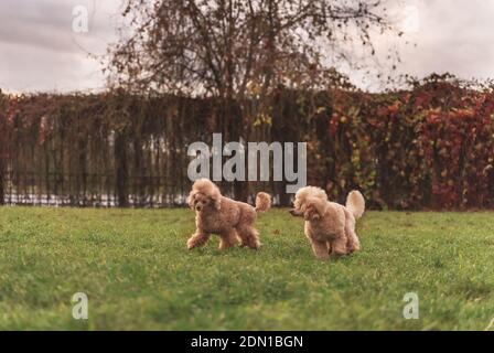 Due simpatici cani d'oro che corrono giocosamente sul prato verde del parco. Cani felici. Foto Stock