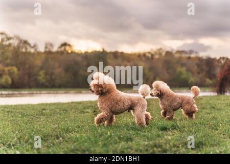 Due simpatici cani d'oro che corrono giocosamente sul prato verde del parco. Cani felici. Foto Stock