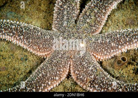 Mare polare Star sott'acqua in San Lorenzo estuario Foto Stock