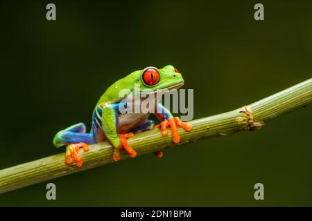 Rana dagli occhi rossi (Agalychnis callidyas) - primo piano con fuoco selettivo. Foto Stock